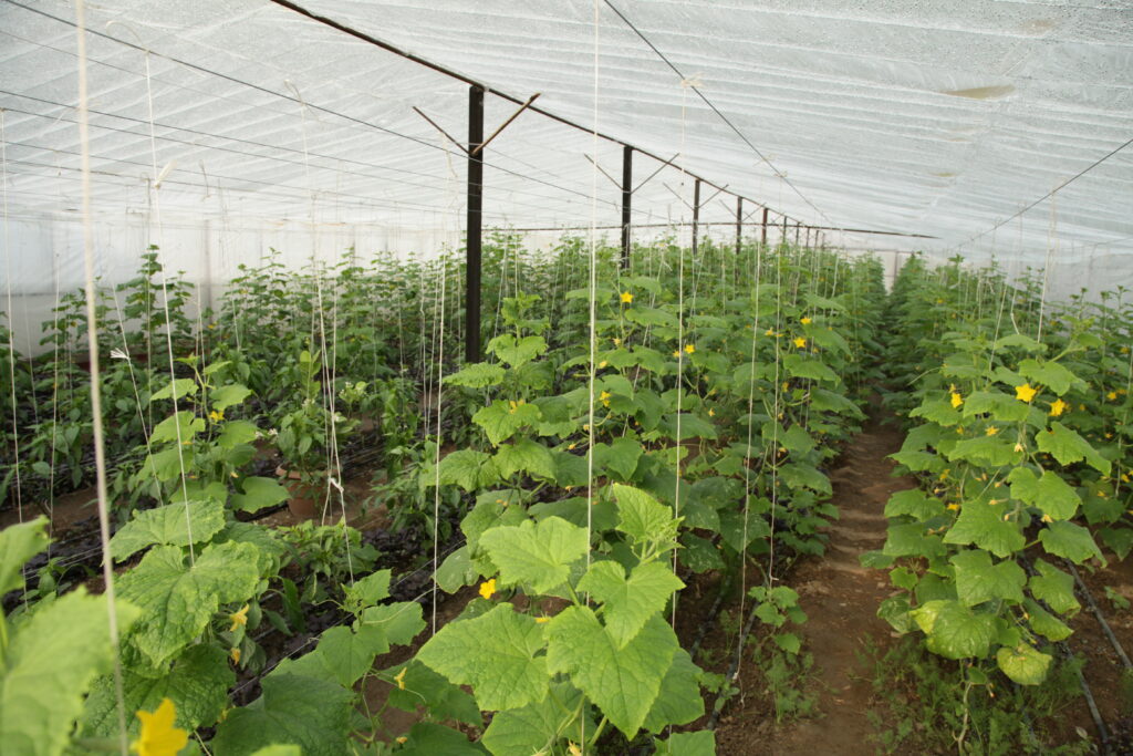 Vertical Farming: Growing Crops in Urban Spaces