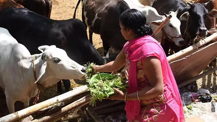 கோமாதா என்று போற்றப்படும் பசுவிற்கு அகத்திக் கீரை தருவதால் என்னென்ன பயன் பாருங்க..!