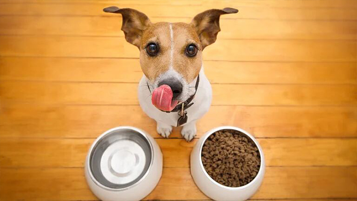 5 Healthy Foods For Your Dogs To Beat The Winter Chill