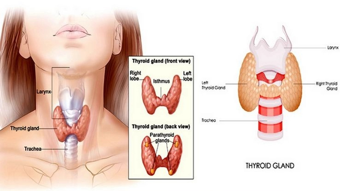 தைராய்டின் அறிகுறிகள்… காரணங்கள்…